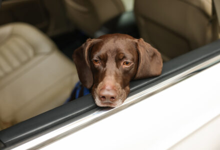 German Shorthaired Pointer Dog in car