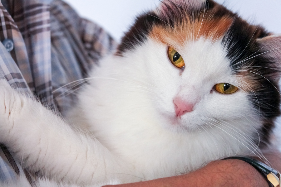 Man with shirt holding a tricolor cat in his arms. Close up portrait of a calico cat.