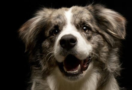 Portrait of a cute Border Collie puppy studio shot isolated on black.