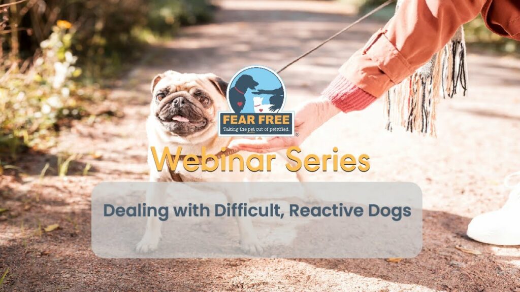 Fear Free Tips for Working with Reactive Dogs