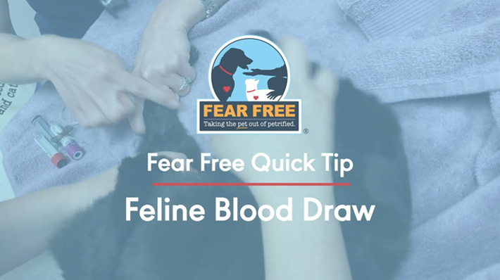 Fear Free Quick Tip: Feline Blood Draw