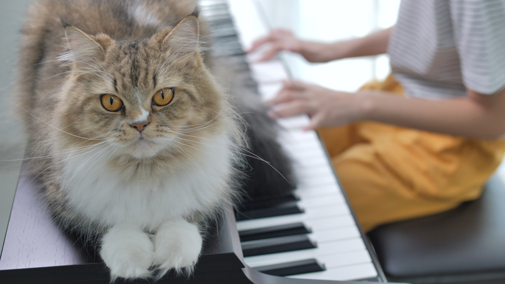 A recent study shows that music specially designed for cats has small but significant effects on cats undergoing a veterinary exam. It's worth considering other aspects of the sound environment of your clinic as well.