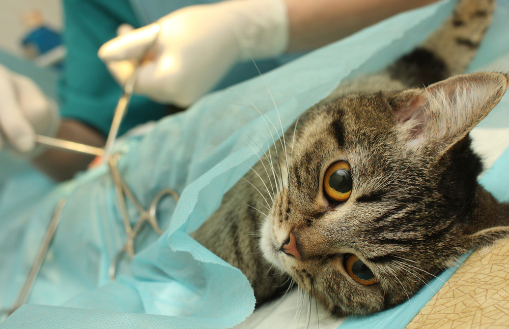 Pets who need surgery or treatment for acute pain from trauma benefit from the same pain-relieving medications used in humans, but a shortage of injectable opioids means the drugs are less available for veterinary use. Experts share ways to provide good pain relief.