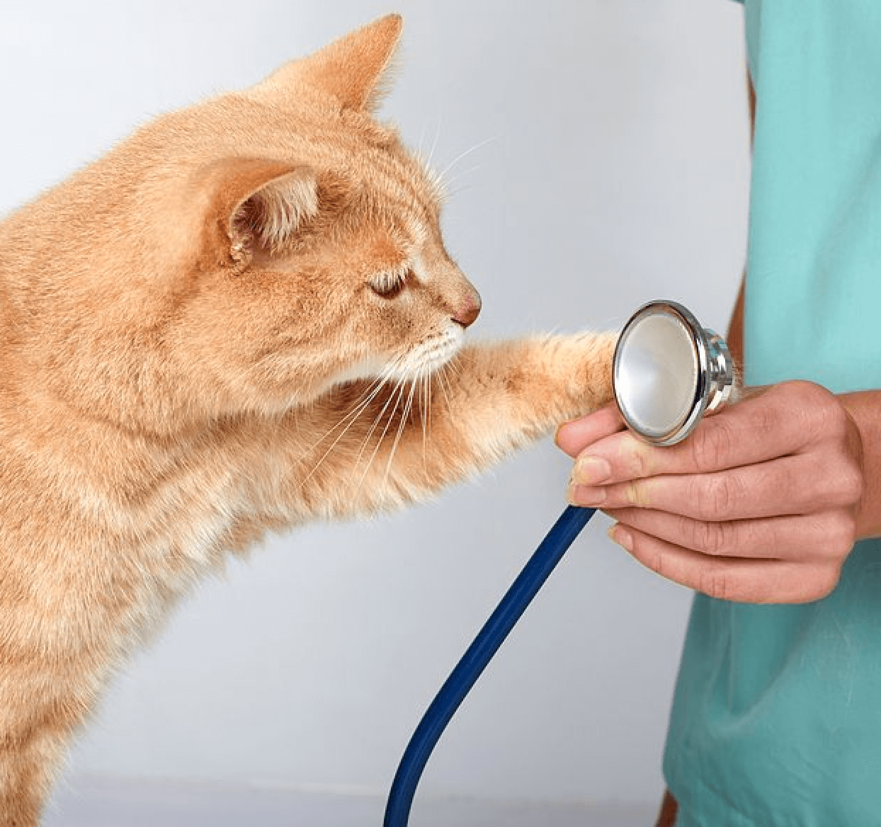 cat playing with stethoscope