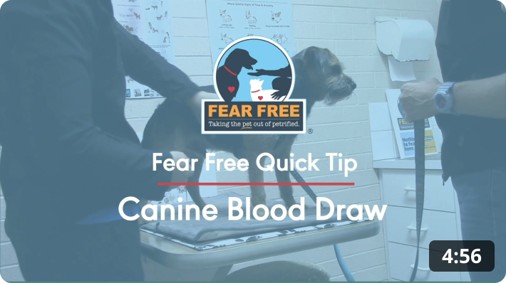 Fear Free Quick Tip: Canine Blood Draw