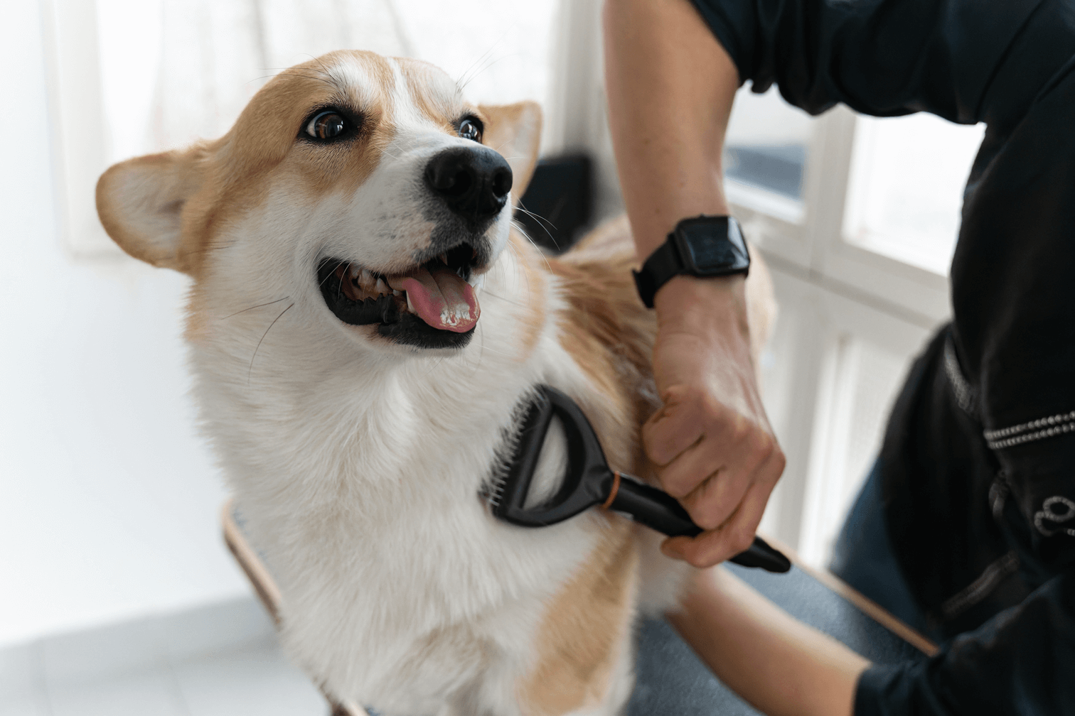 Fear Free Grooming Strengthens Relationships with Pets and People